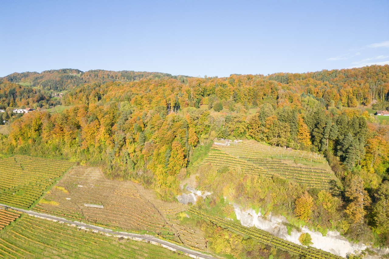 Herbstwald oberhalb Berneck