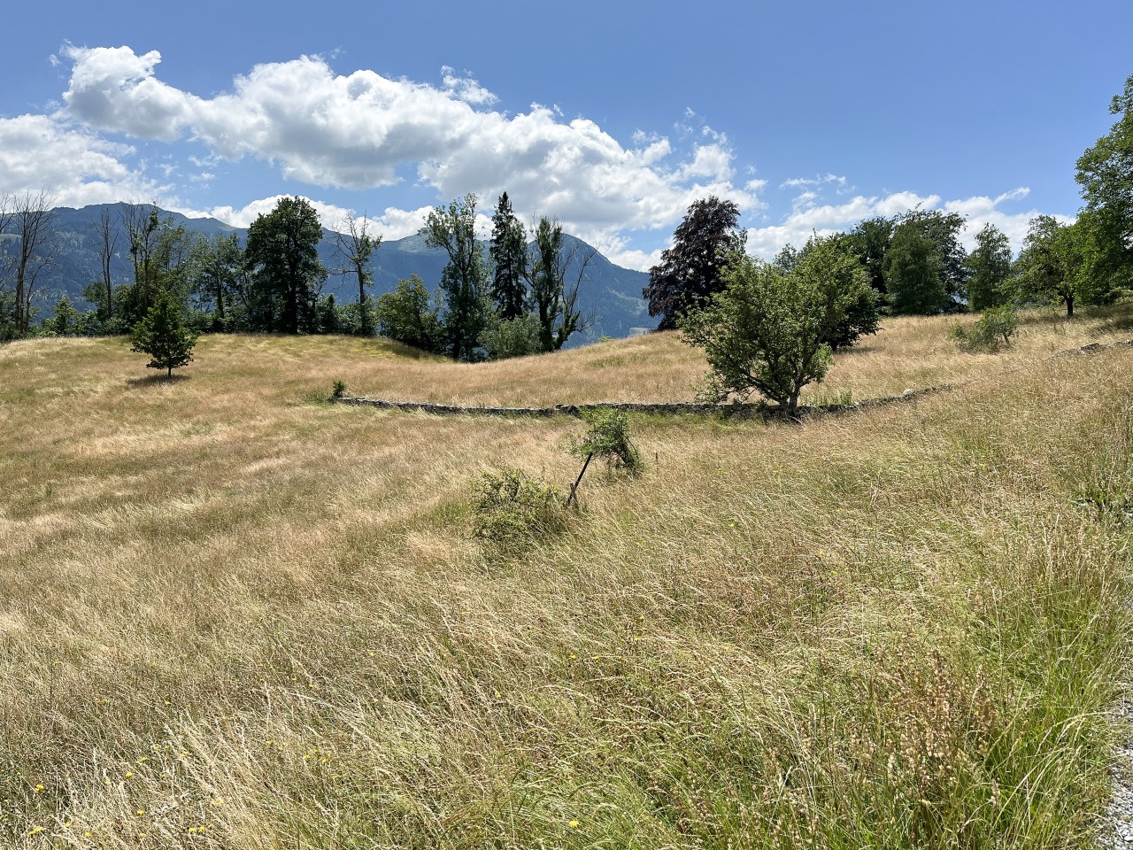 Wise, Walenstadt