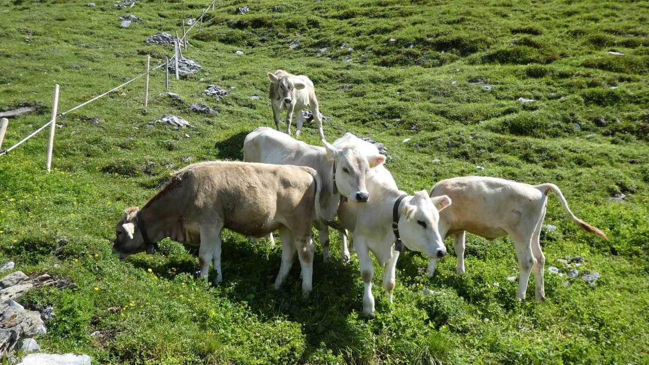 Die Milchwirtschaft wird im Rahmen der Umsetzung der kantonalen Agrarpolitik gestärkt.