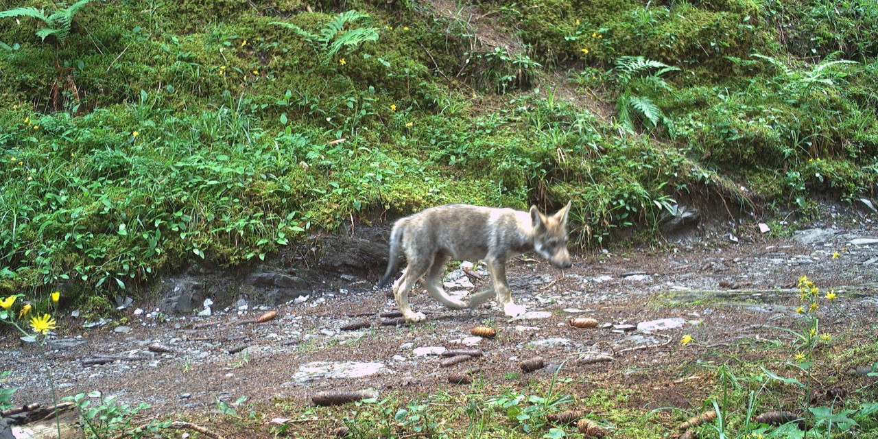 Einer der vier Jungwölfe des Schiltrudels im Sommer im Weisstannental.